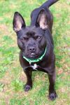 Jaxx photo 4