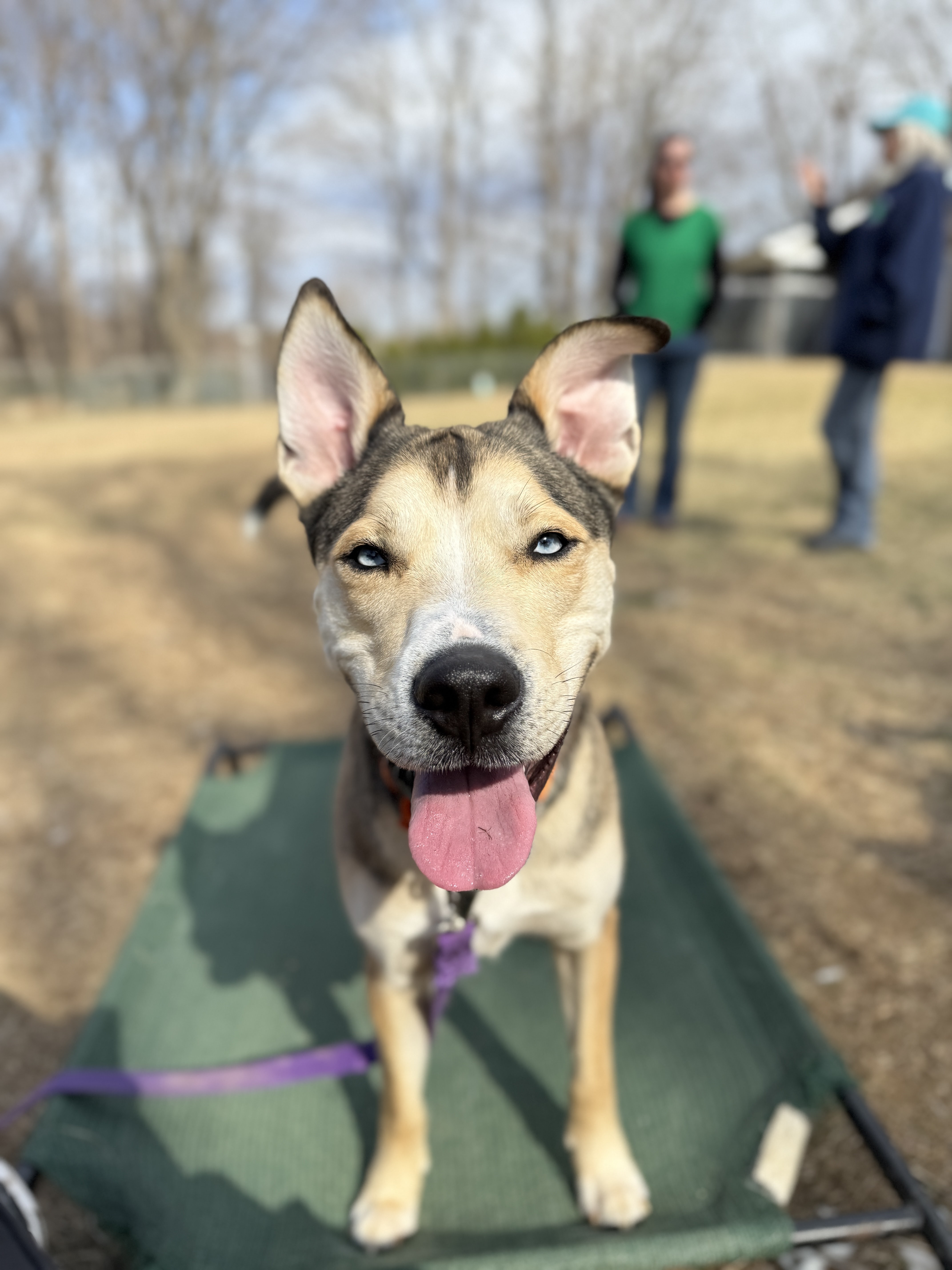Koda