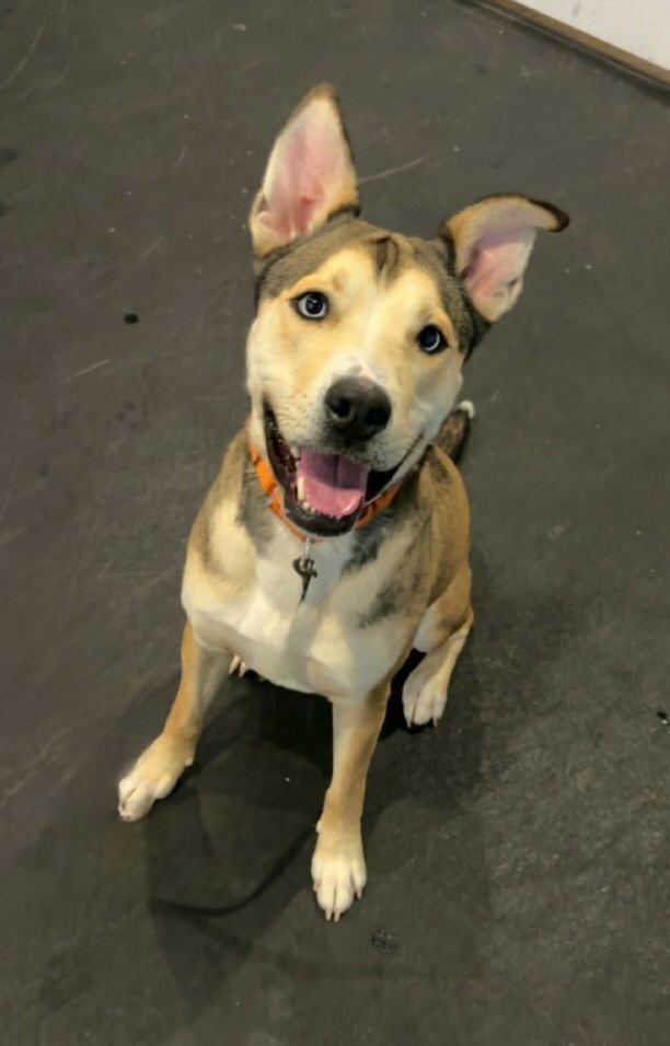 Koda
