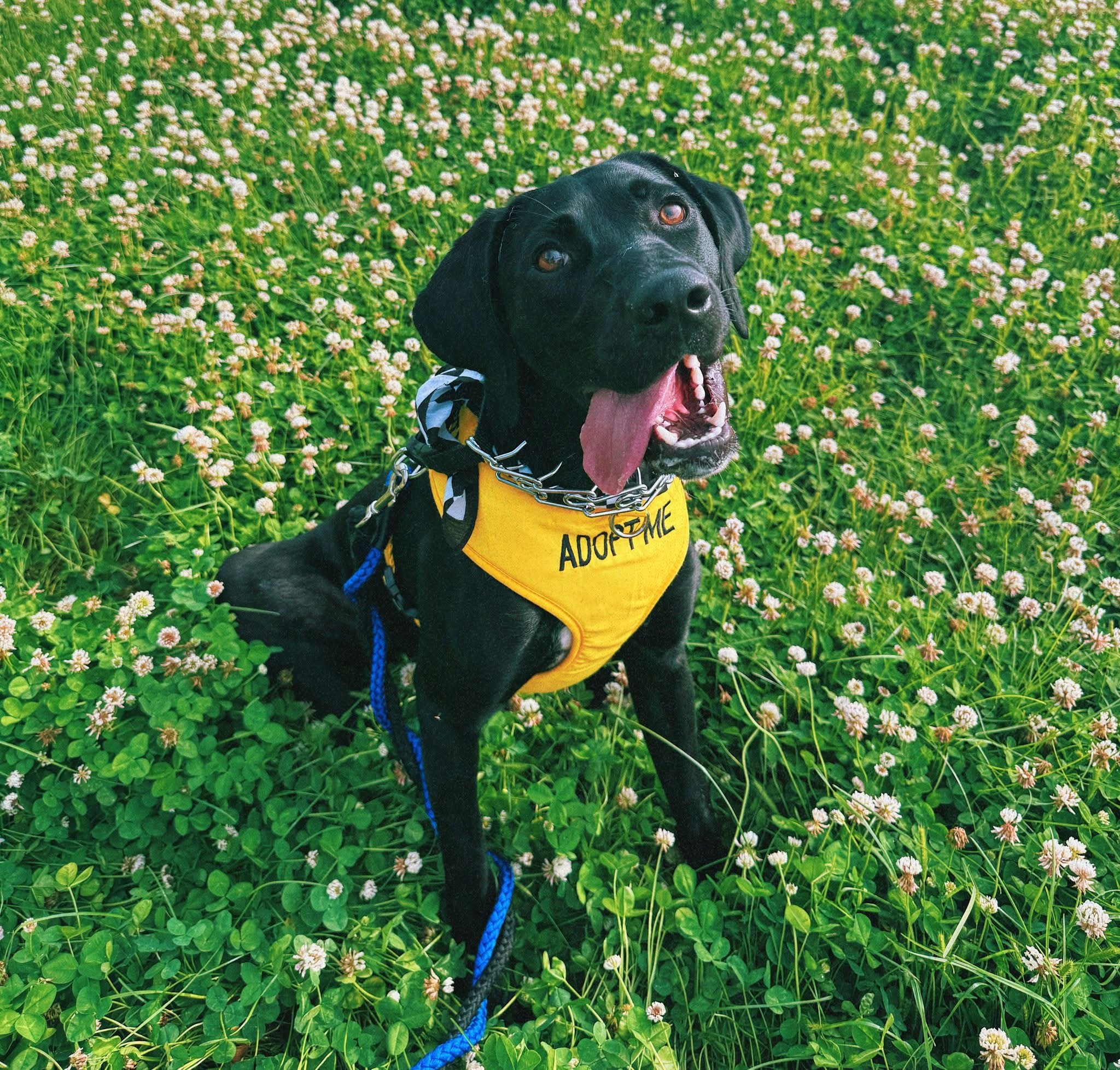 Kazoo, an adoptable Pointer, Black Labrador Retriever in Hays, KS, 67601 | Photo Image 1