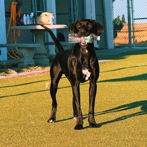 Kazoo, an adoptable Pointer, Black Labrador Retriever in Hays, KS, 67601 | Photo Image 2