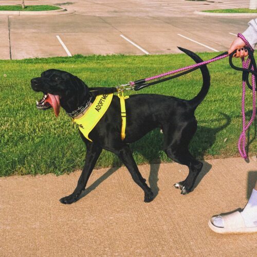 Kazoo, an adoptable Pointer, Black Labrador Retriever in Hays, KS, 67601 | Photo Image 3
