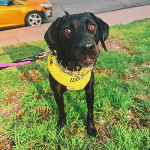 Kazoo, an adoptable Pointer, Black Labrador Retriever in Hays, KS, 67601 | Photo Image 5