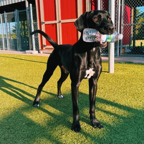 Kazoo, an adoptable Pointer, Black Labrador Retriever in Hays, KS, 67601 | Photo Image 5