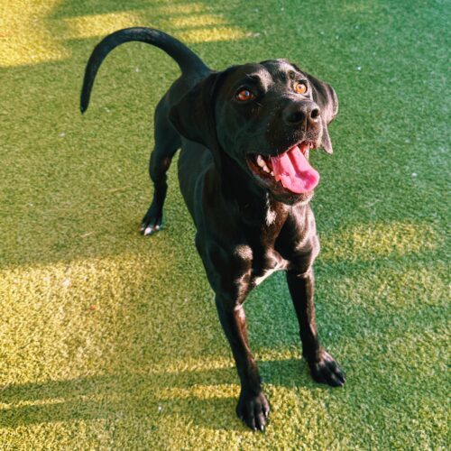 Kazoo, an adoptable Pointer, Black Labrador Retriever in Hays, KS, 67601 | Photo Image 6