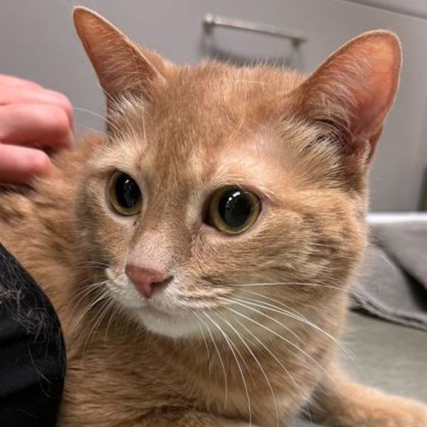 Lilo (bonded To Nala)