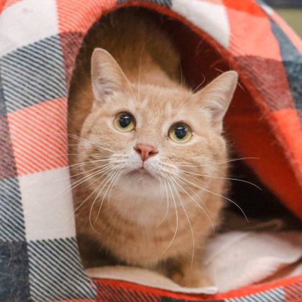 Lilo (bonded To Nala)