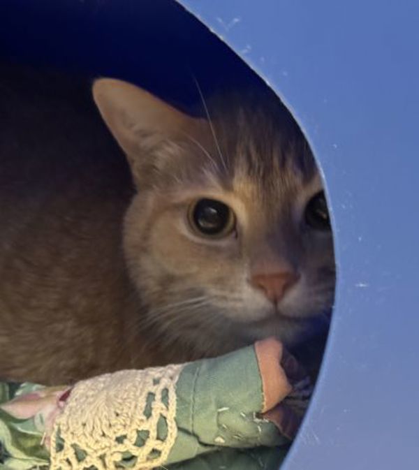 Lilo (bonded To Nala)