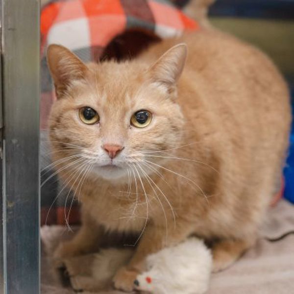Lilo (bonded To Nala)