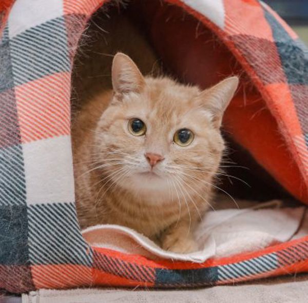 Lilo (bonded To Nala)