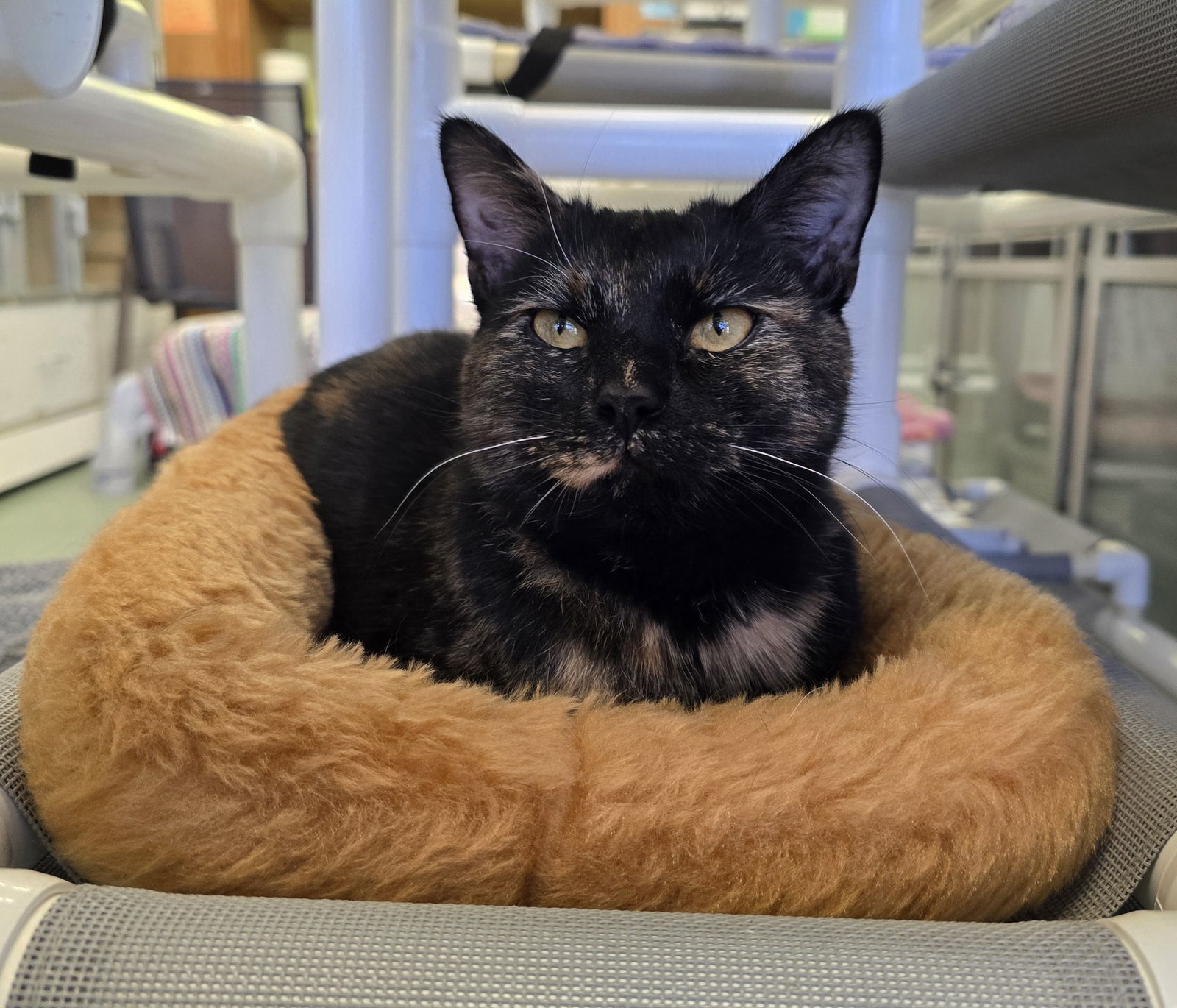 Elsie, an adoptable Domestic Short Hair in Evergreen, CO, 80437 | Photo Image 1
