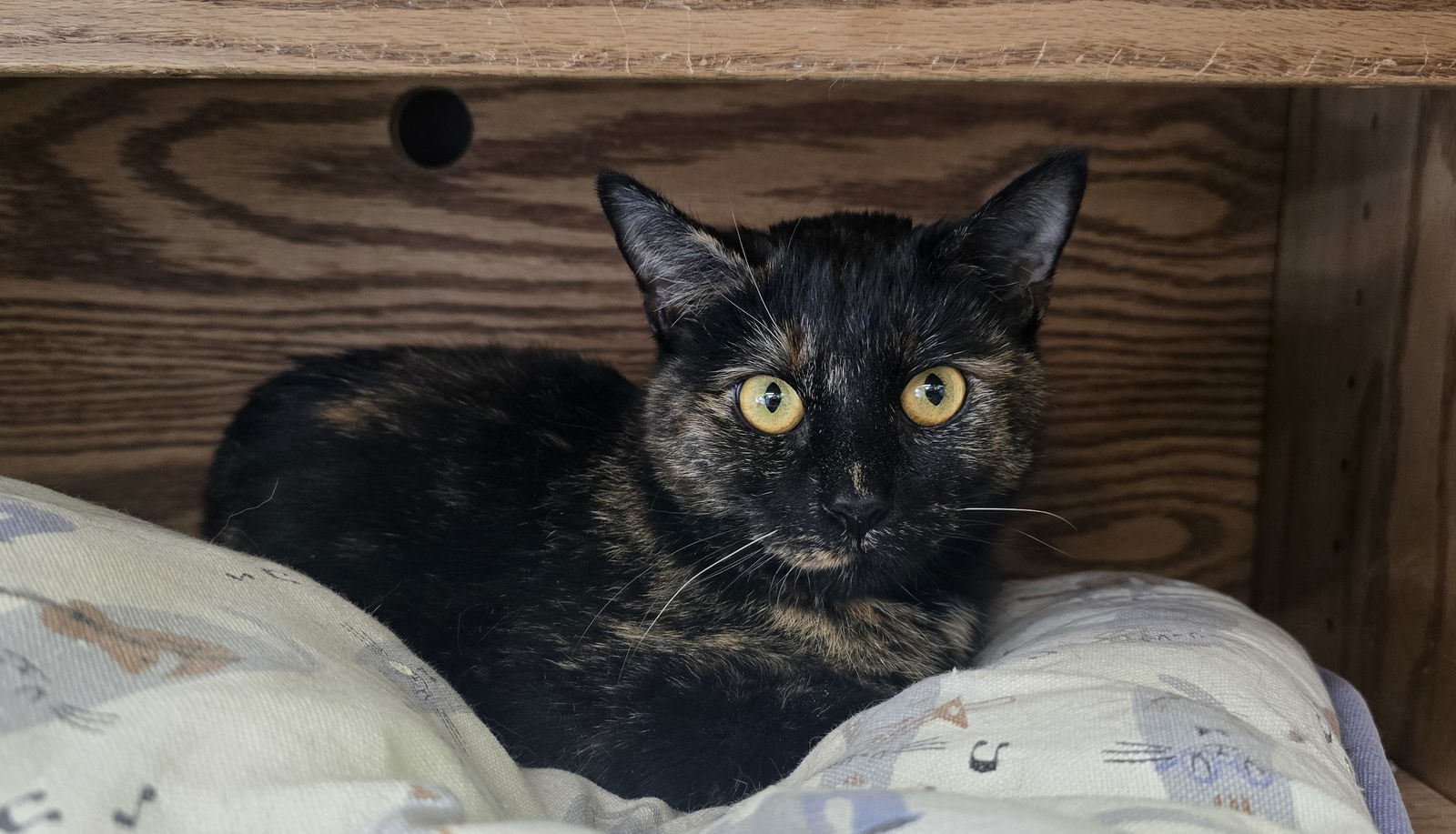 Elsie, an adoptable Domestic Short Hair in Evergreen, CO, 80437 | Photo Image 2