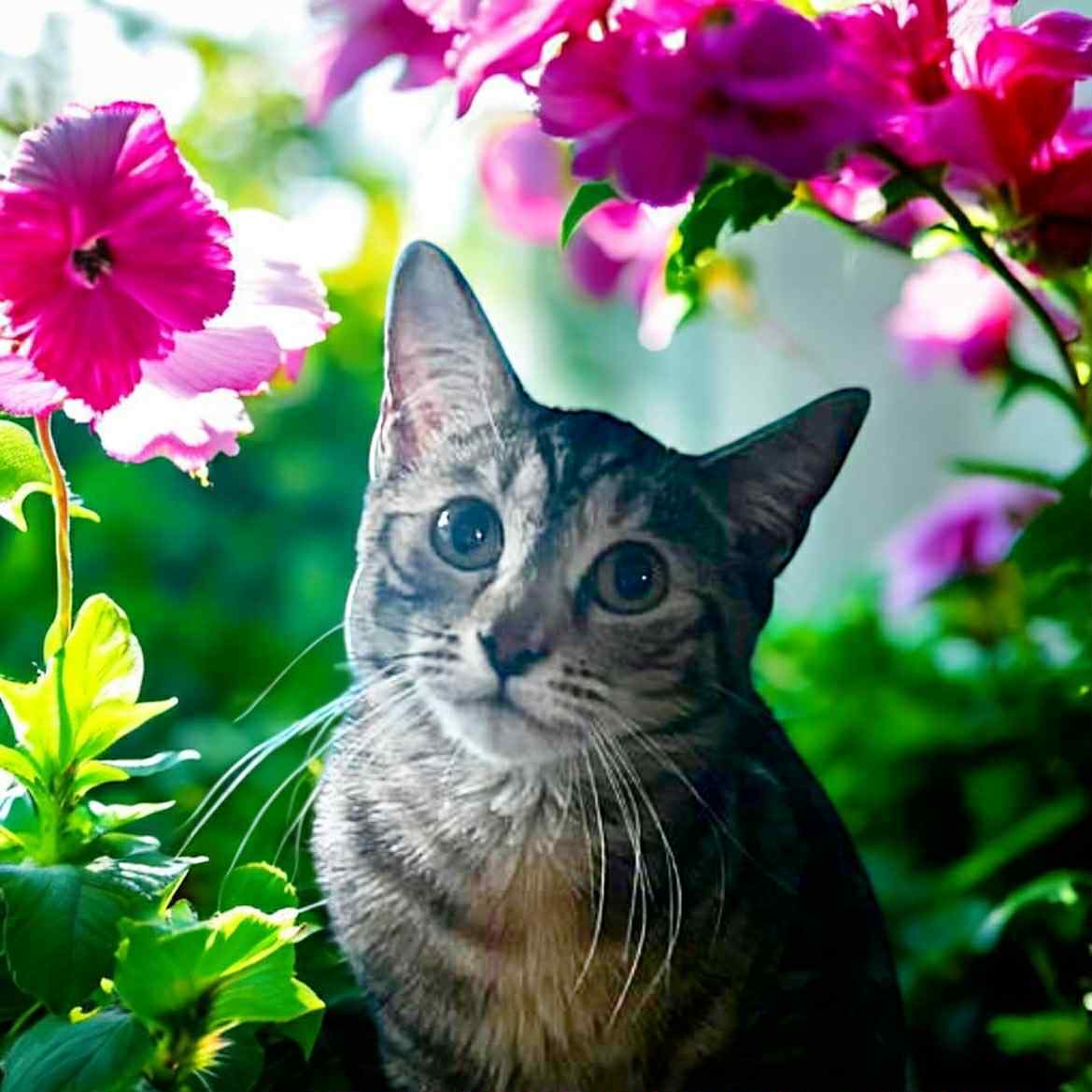 Petunia C OS