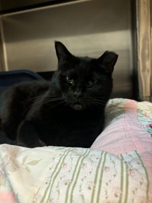 Silky, Young Female American Shorthair