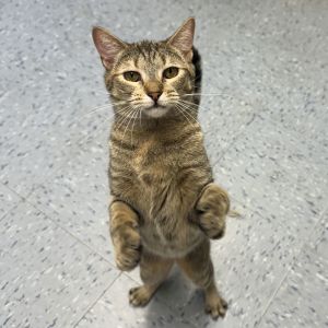 Cinnamon, Adult Female Torbie