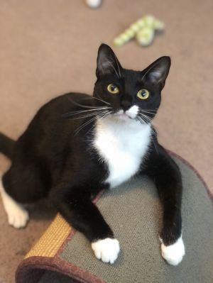 Maggie, Young Female Domestic Short Hair