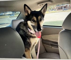 Jocie nka ECHO