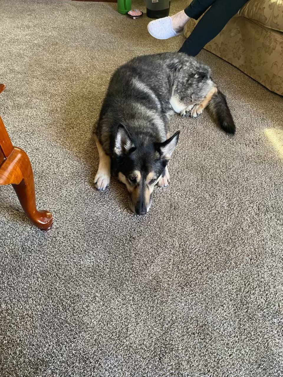 Jocie nka ECHO