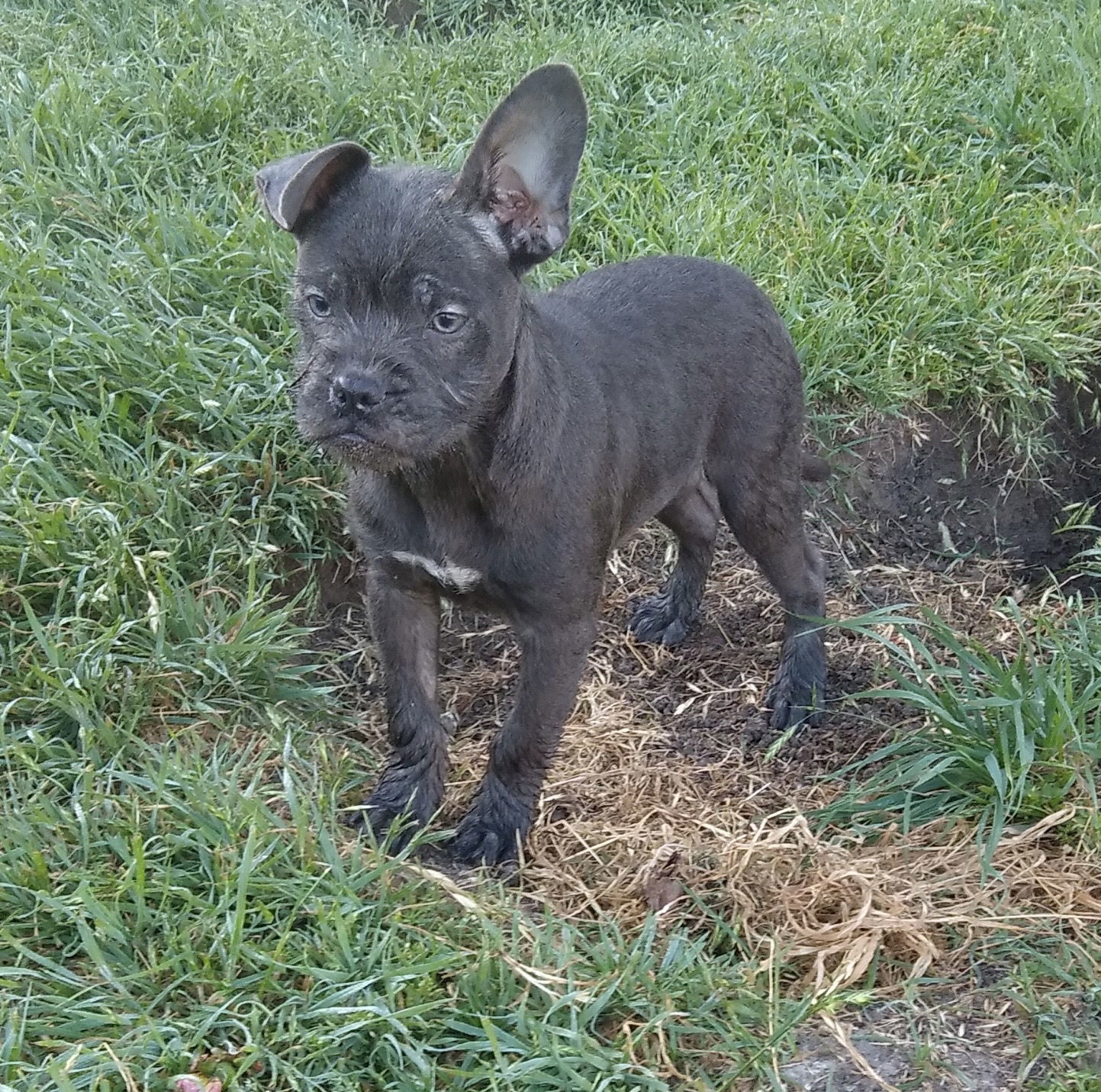 Gremlin