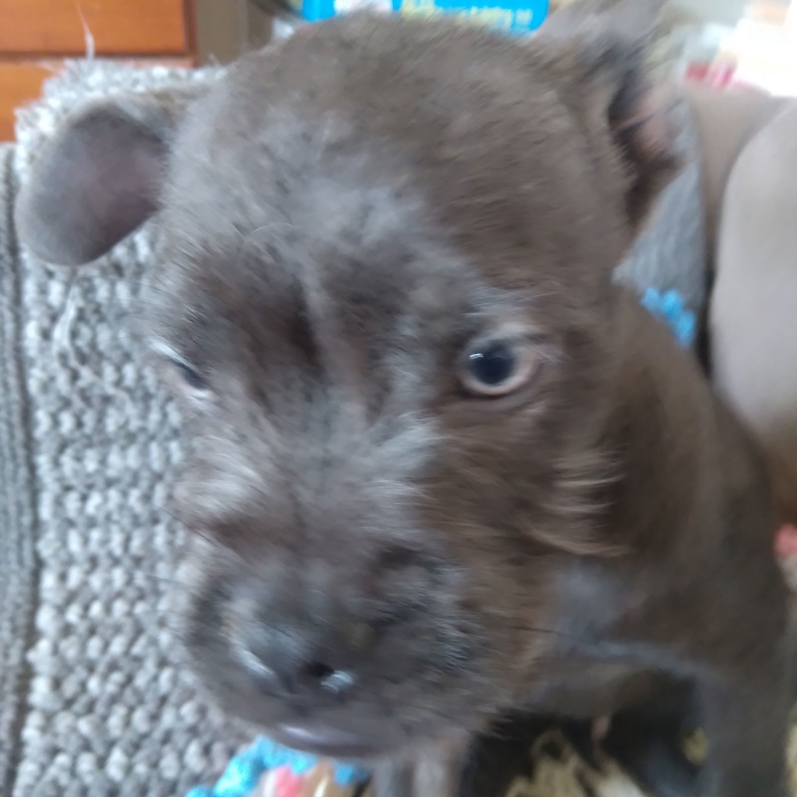 Gremlin