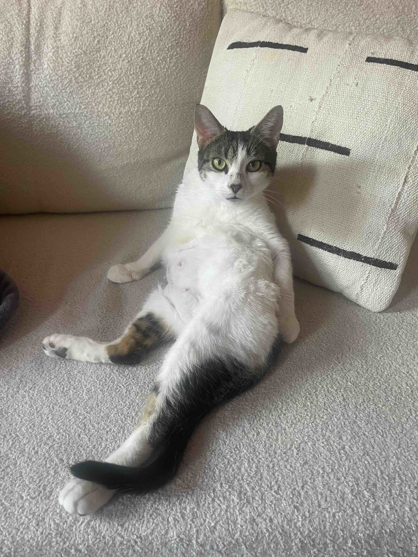 Suki