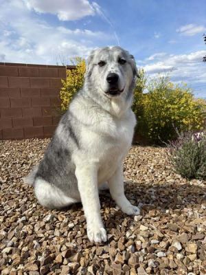Peanut, Adult Male Great Pyrenees