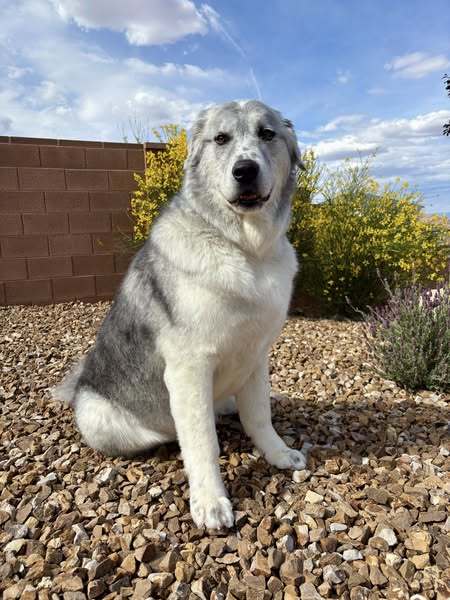 Peanut, an adoptable Great Pyrenees in Bountiful, UT, 84010 | Photo Image 1