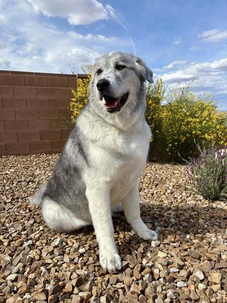 Peanut, an adoptable Great Pyrenees in Bountiful, UT, 84010 | Photo Image 2