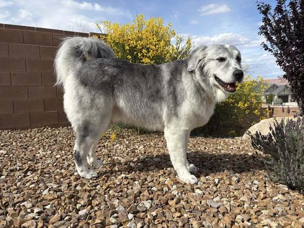 Peanut, an adoptable Great Pyrenees in Bountiful, UT, 84010 | Photo Image 3