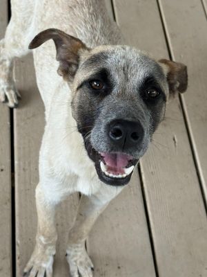Rocky is one of a sibling pair of boys surrendered to HTP by their rescuer who found them on the