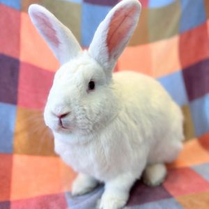 MY ADOPTION FEES ARE WAIVED Hi there Im Charlie I am a shorthaired neutered male bunny who curr