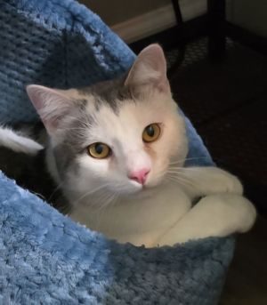 Raul, Adult Male Domestic Short Hair