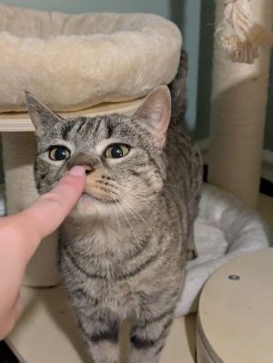 Azzi Randall, Adult Female Domestic Short Hair