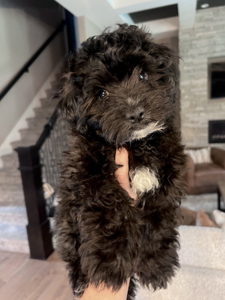 Yorkipoo-Bubsie Potamus