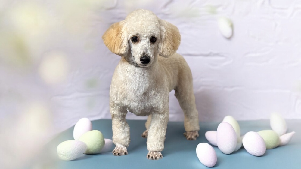 Poodle - Scrappy