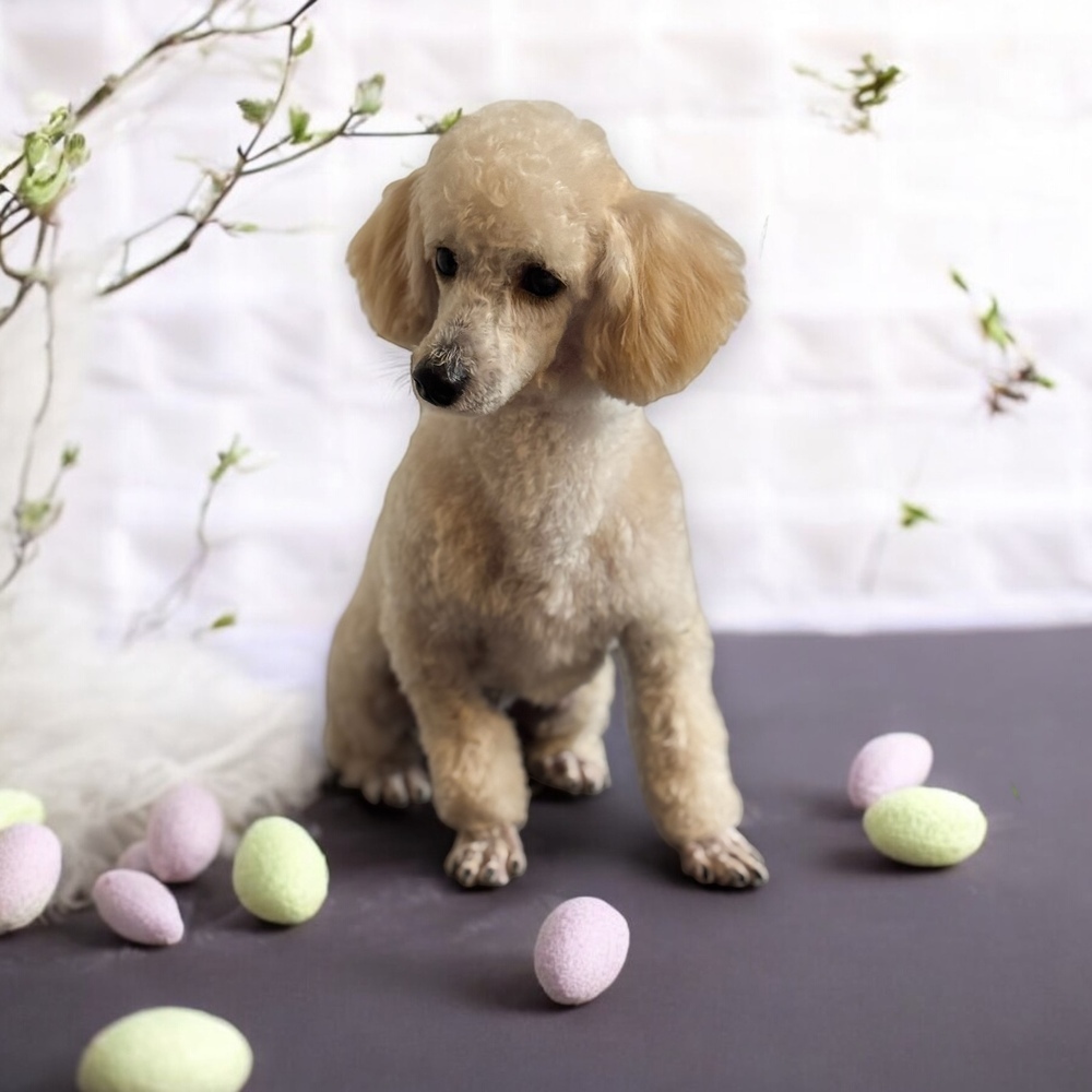 Poodle - Scrappy