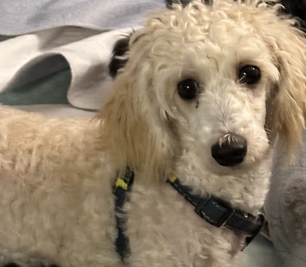 Poodle - Scrappy