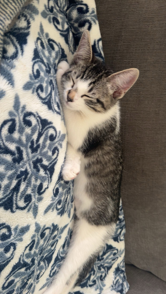 Scout