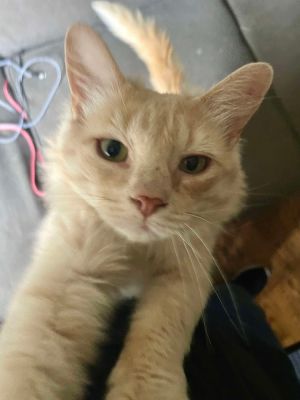 Krabbers, Adult Male Domestic Long Hair