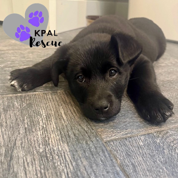 Dolly - Country Classics Litter, an adoptable German Shepherd Dog, Alaskan Malamute in Kenai, AK, 99611 | Photo Image 1