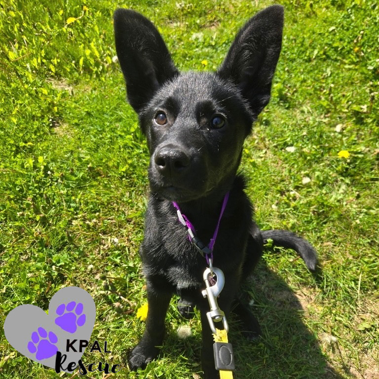 Dolly - Country Classics Litter, an adoptable German Shepherd Dog, Alaskan Malamute in Kenai, AK, 99611 | Photo Image 1