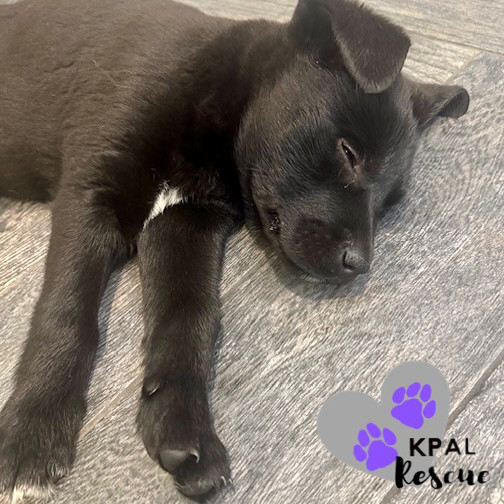 Dolly - Country Classics Litter, an adoptable German Shepherd Dog, Alaskan Malamute in Kenai, AK, 99611 | Photo Image 2