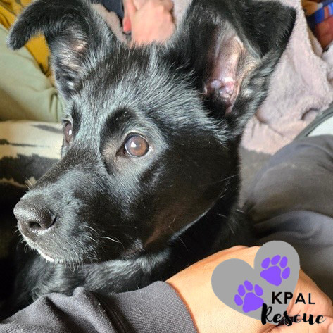 Dolly - Country Classics Litter, an adoptable German Shepherd Dog, Alaskan Malamute in Kenai, AK, 99611 | Photo Image 2