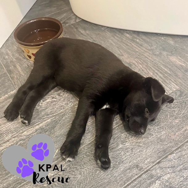 Dolly - Country Classics Litter, an adoptable German Shepherd Dog, Alaskan Malamute in Kenai, AK, 99611 | Photo Image 3
