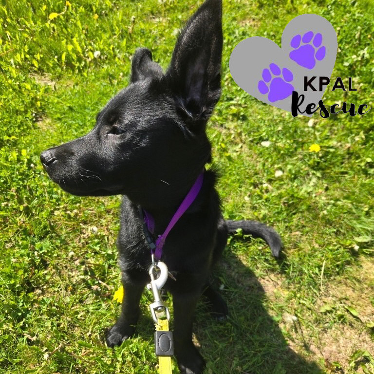 Dolly - Country Classics Litter, an adoptable German Shepherd Dog, Alaskan Malamute in Kenai, AK, 99611 | Photo Image 3