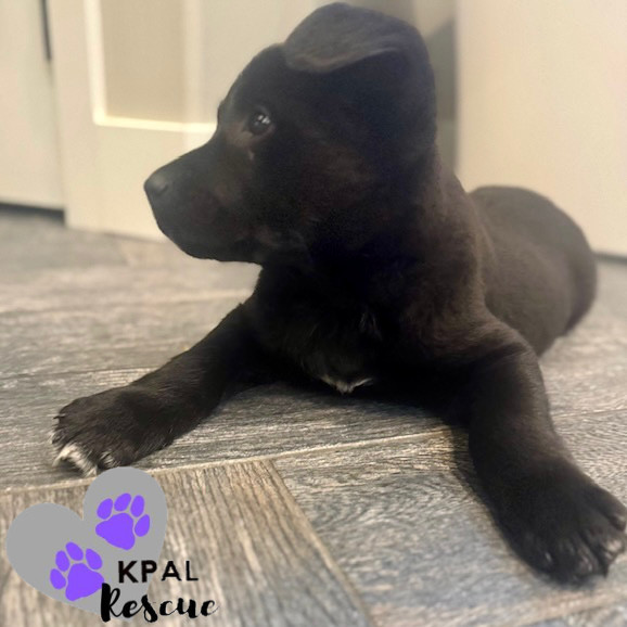 Dolly - Country Classics Litter, an adoptable German Shepherd Dog, Alaskan Malamute in Kenai, AK, 99611 | Photo Image 4