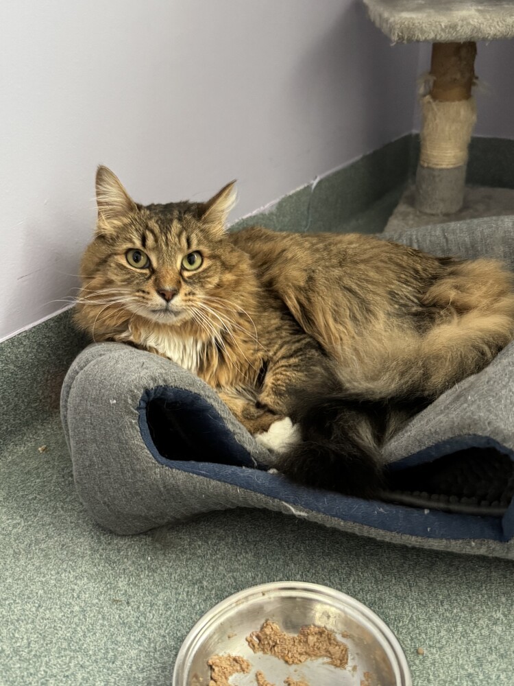 Flash, an adoptable Domestic Long Hair in Trenton, ME, 04605 | Photo Image 1