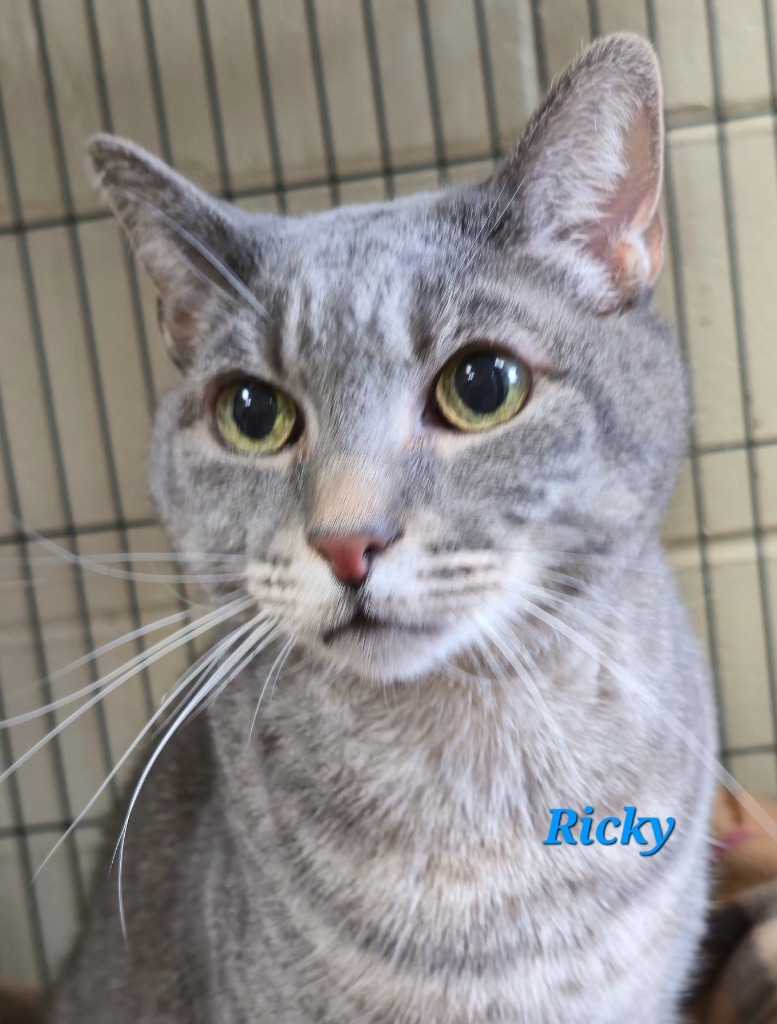 Ricky Riccardo