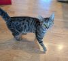 Willow photo 3