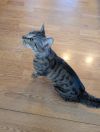 Willow photo 4